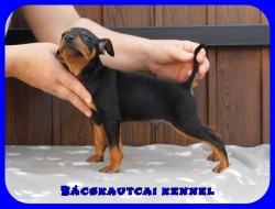 Bcskautcai Eld