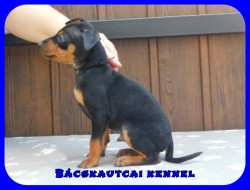 Bcskautcai Eld
