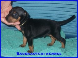 Bcskautcai Edvin