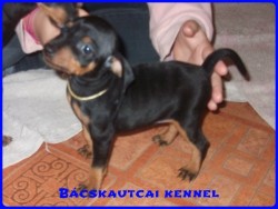 Bcskautcai Edvin