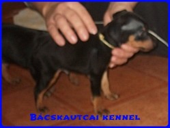Bcskautcai Edvin
