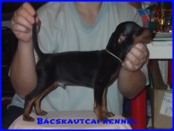 Bcskautcai Edvin