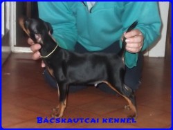 Bcskautcai Edvin