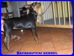 Bcskautcai Flra "Bukfenc"