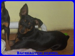 Bcskautcai Flra "Bukfenc"
