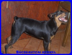 Bcskautcai Flra "Bukfenc"