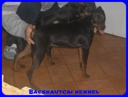 Bcskautcai Flra "Bukfenc"