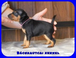 Bcskautcai Farrah