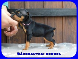 Bcskautcai Farrah