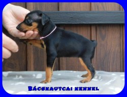 Bcskautcai Farrah