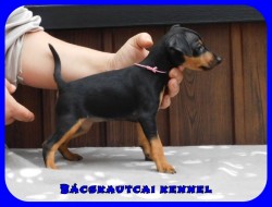 Bcskautcai Farrah
