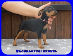 Bcskautcai Farrah