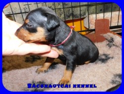 Bcskautcai Fekete Pablo