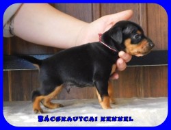 Bcskautcai Fekete Pablo