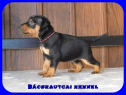 Bcskautcai Fekete Pablo
