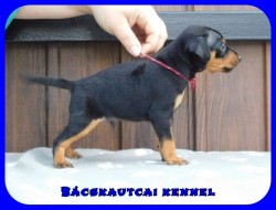 Bcskautcai Fekete Pablo