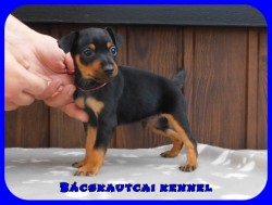 Bcskautcai Fekete Pablo
