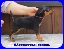Bcskautcai Fekete Pablo