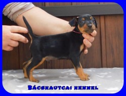 Bcskautcai Fekete Pablo