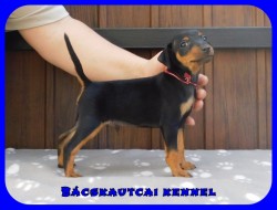 Bcskautcai Fekete Pablo