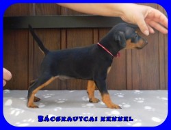 Bcskautcai Fekete Pablo