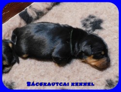 Bcskautcai Flix