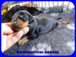 Bcskautcai Flix