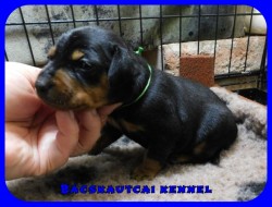Bcskautcai Flix