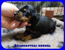 Bcskautcai Flix