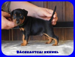 Bcskautcai Flix