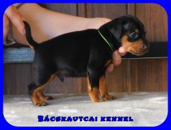 Bcskautcai Flix