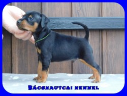 Bcskautcai Flix