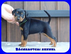 Bcskautcai Flix