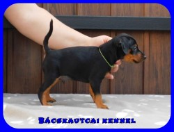 Bcskautcai Flix