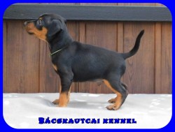 Bcskautcai Flix