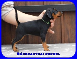 Bcskautcai Flix