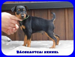 Bcskautcai Flix