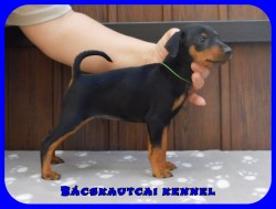 Bcskautcai Flix