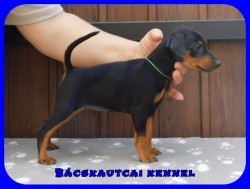 Bcskautcai Flix