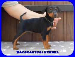 Bcskautcai Flix