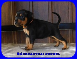 Bcskautcai Fortuna Lana