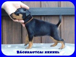 Bcskautcai Fortuna Lana