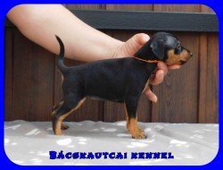 Bcskautcai Fortuna Lana