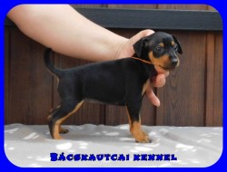 Bcskautcai Fortuna Lana