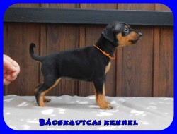 Bcskautcai Fortuna Lana