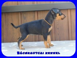 Bcskautcai Fortuna Lana