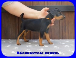 Bcskautcai Fortuna Lana
