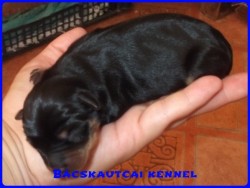 Bcskautcai Gerzson