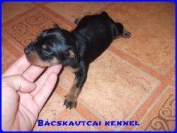 Bcskautcai Gerzson