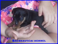 Bcskautcai Gerzson